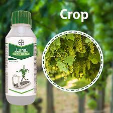 Luna bayer Fluopyram 17.7% w/w + Tebuconazole 17.7% w/w SC is a systemic fungicide